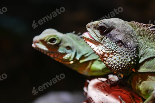Preview: close up of Spiny Lizard Looks Around