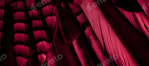 Preview: red and black jay feathers. background or texture