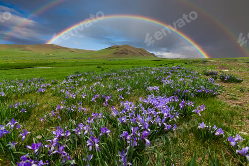 Preview: Mountain landscape with a rainbow over flowers