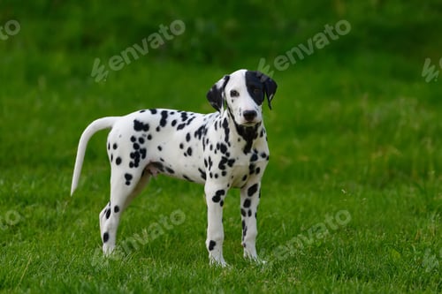 Preview: Dalmatian dog outdoors in summer