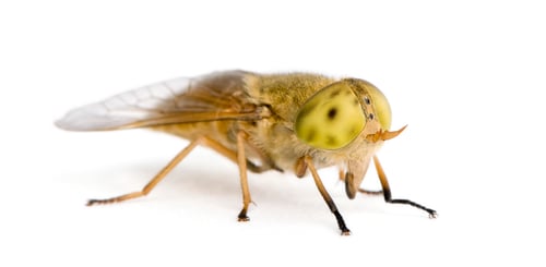 Preview: Horse-fly, Atylotus rusticus, against white background, studio shot