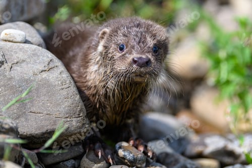 Preview: Lutra in nature habitat. Portrait of water predator. Wildlife scene