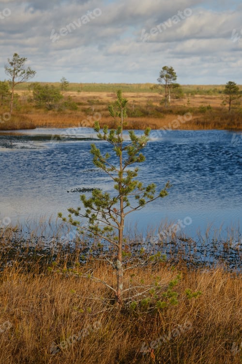Preview: Spruce and lakes in the swamp in the Yelninsky Nature Reserve, Belarus, autumn.