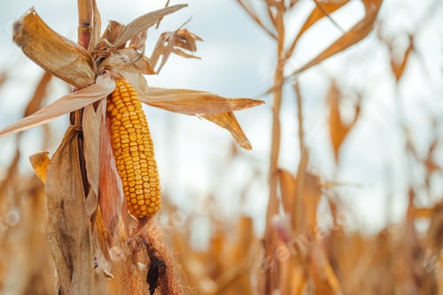Preview: Ripe corn on the cob on maize crop stalk in autumn ready for harvest