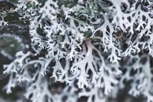 Preview: Closeup texture of moss and lichen