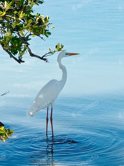 Visualização: Garça parada em água azul sagrada debaixo de uma árvore.