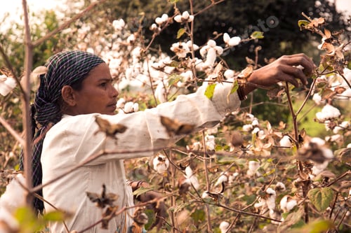Preview: Woman harvesting cotton in a cotton field, India