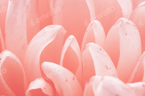 Preview: Chrysanthemum flower macro shot.