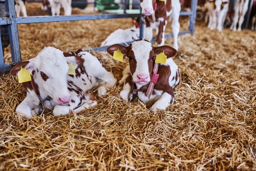 Preview: Young calf in a nursery for cows in a dairy farm. Newborn animal.