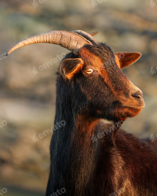 Preview: Portrait of a goat with impressive horns showing its majestic presence in the mountains of euskadi