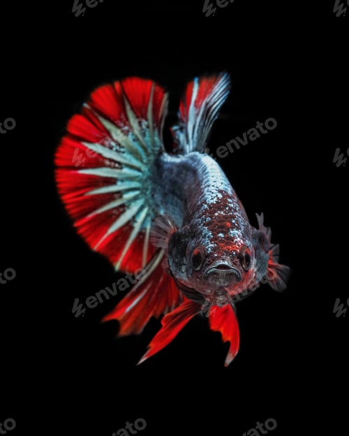 Preview: fighting fish