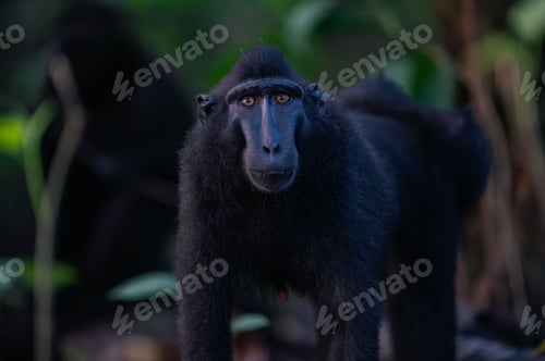 Preview: Close-up shot of a Black crested macaque