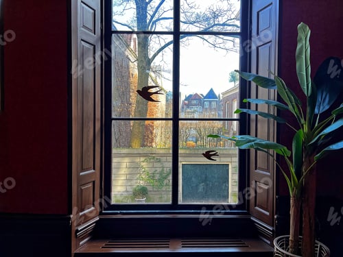 Preview: Window view