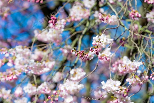 Preview: Beautiful cherry blossom sakura in spring. Almond pink flowers
