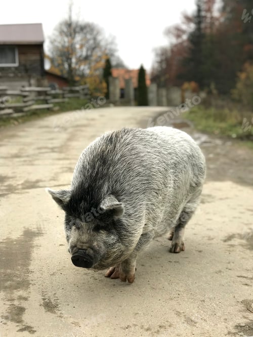 Preview: A big black pig walks down the village street