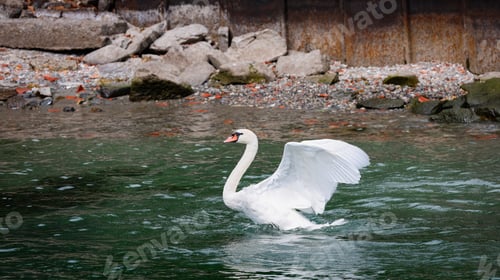 Preview: Swan flaps its wings on calm Lake Maggiore, Italy, on a sunny afternoon