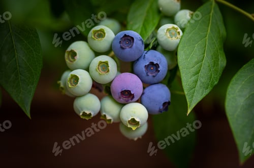 Preview: Fresh organic blueberries in garden