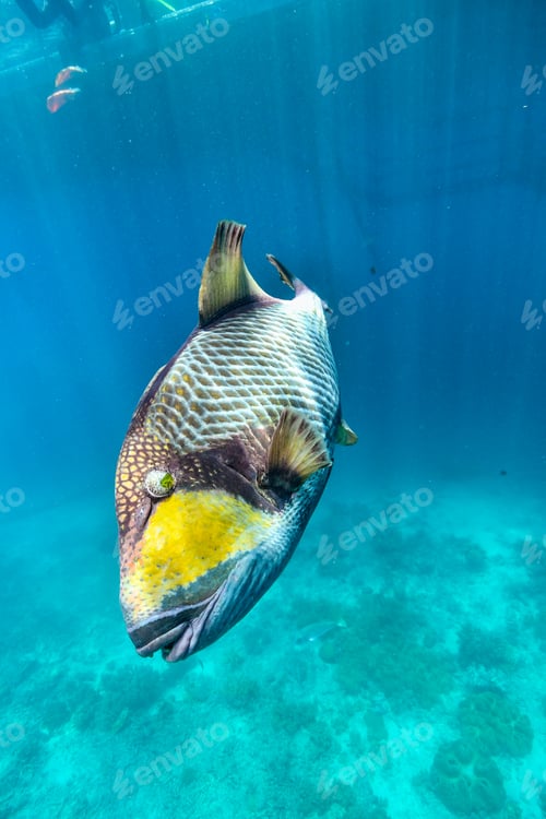 Preview: trigger fish getting super close