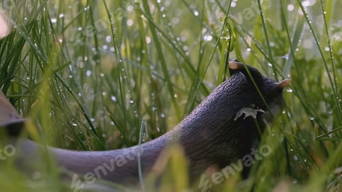 Preview: Snail in the grass. Creative. Snail antennae in green grass and dew. Green meadow macro world