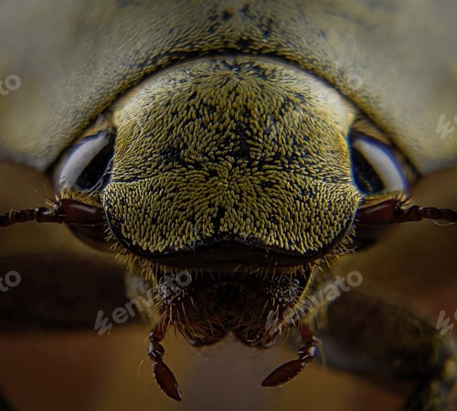 Preview: Closeup yellow bee face with blurry background