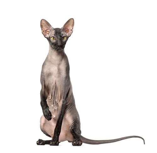 Preview: Peterbald, naked cat, sitting and looking at the camera