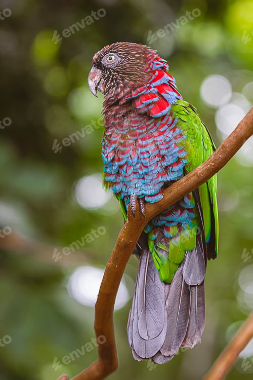 Preview: Macaw papagallo