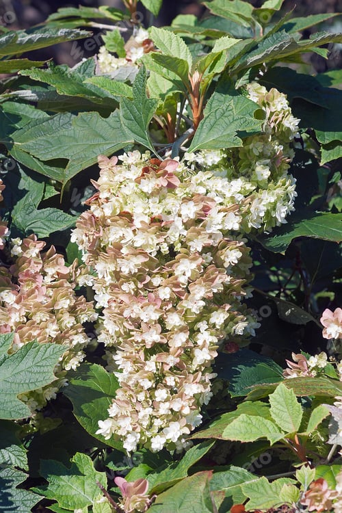 Preview: Snowflake Oakleaf Hydrangea (Hydrangea Quercifolia Snowflake).
