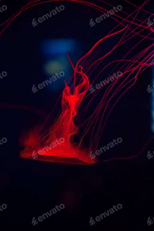 Preview: Red Pacific Sea Nettle Jellyfish in Dark Ocean