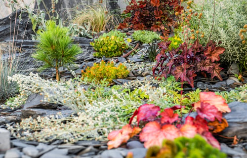 Preview: Colorful Garden Plants