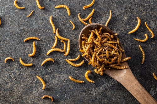 Preview: Fried salty worms. Roasted mealworms on wooden spoon.