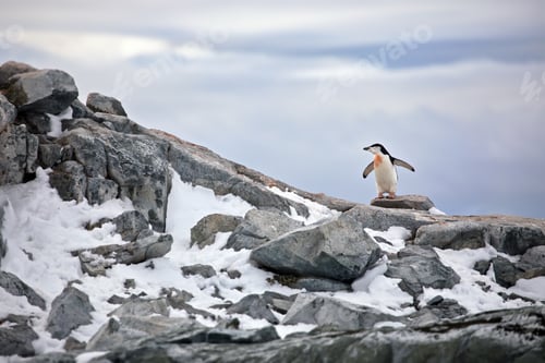 Preview: View of a Gentoo penguin standing on a high rock against a cloudy sky in Antarctica