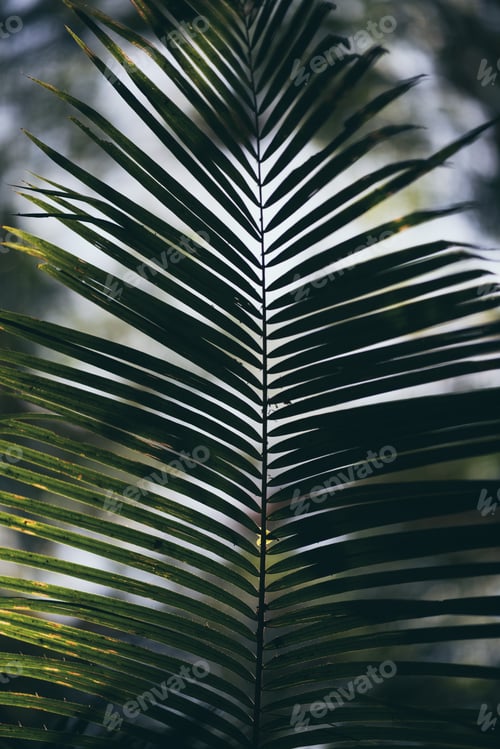 Preview: Background of nature view with green leaf on blurred greenery background