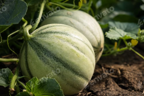 Preview: Closeup shot of a young green melon on a farm garden.