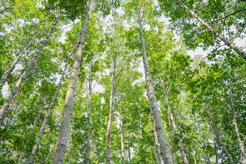 Preview: The mangrove biome, Mangroves protect against extreme weather and disasters