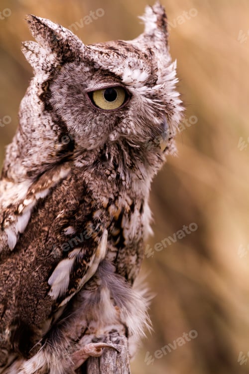 Preview: Western Screech Owl