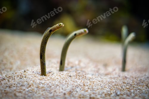 Preview: Spotted garden eel