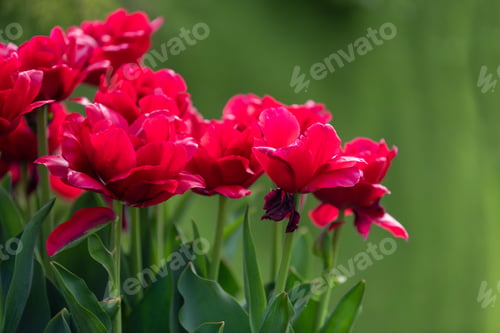 Preview: Spring fields of blooming tulip. Beauty outdoor scene