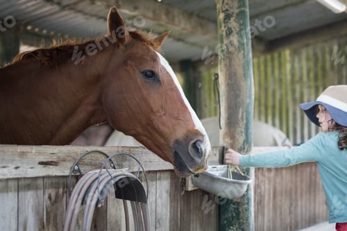 Preview: Horse stable