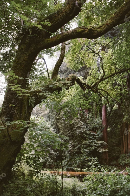 Preview: A lush green forest and old trees make for a remarkable and relaxing atmosphere