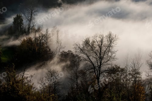 Preview: Mist clearing from silhouetted bare trees, Langhe, Piedmont. Italy