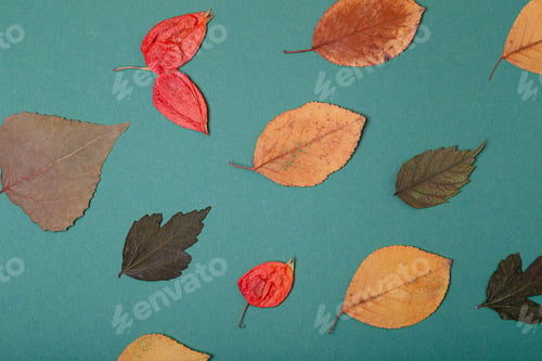 Preview: Top view of dry herbarium leafs on teal background,good as autumn card.