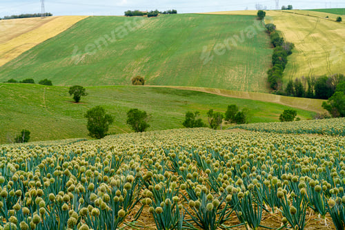 Preview: Rural landscape near Cingoli and Appignano, Marche, Italy