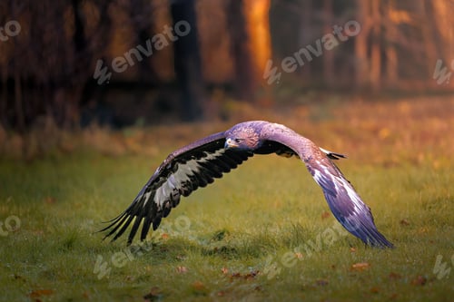 Preview: Majestic eagle flying low over a grassy field in a forest setting during golden hour.