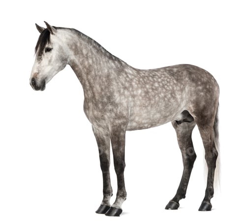 Preview: Andalusian, 7 years old, also known as the Pure Spanish Horse or PRE against white background