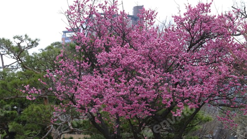 Preview: Red plum blossoms