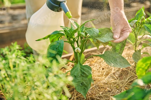 Preview: Close-up gardener hands with sprayer, spraying sweet bell pepper plant on wooden raised bed box