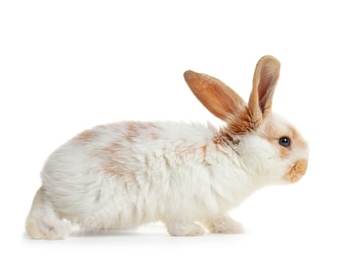 Preview: Cute fluffy bunny on white background