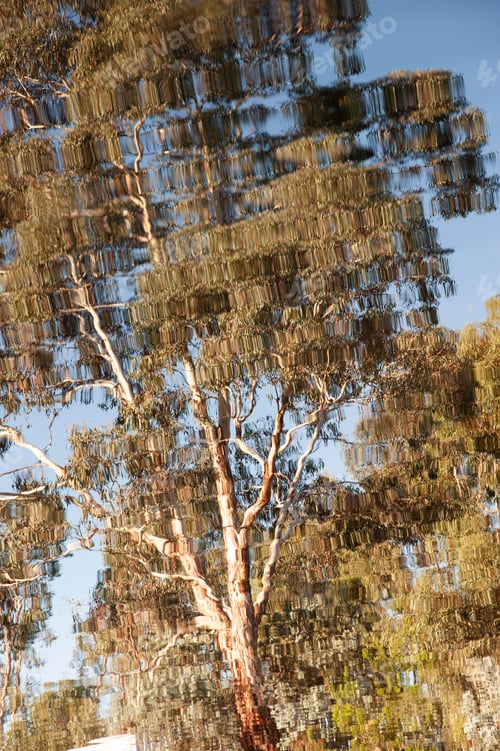 Preview: Reflection of a Eucalyptus Tree