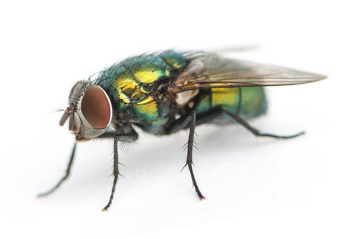 Preview: Common green bottle fly, Phaenicia sericata, isolated on white