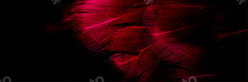 Preview: purple feathers with visible details. background or texture